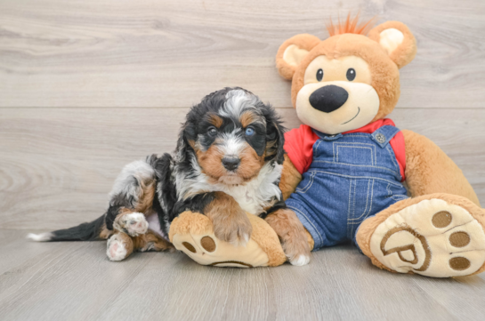 Best Mini Bernedoodle Baby