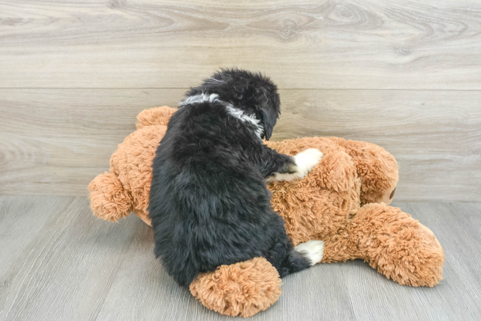 Popular Mini Bernedoodle Poodle Mix Pup