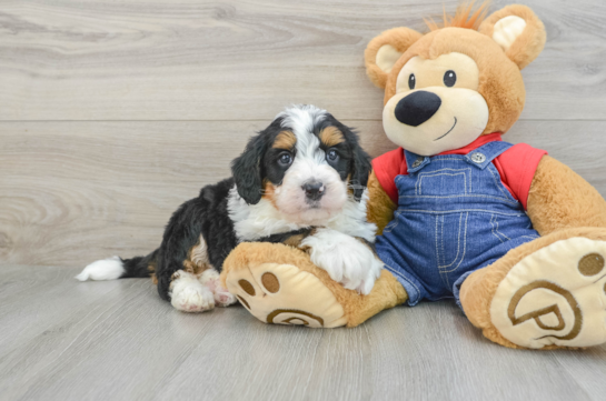 Friendly Mini Bernedoodle Baby