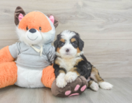 6 week old Mini Bernedoodle Puppy For Sale - Lone Star Pups