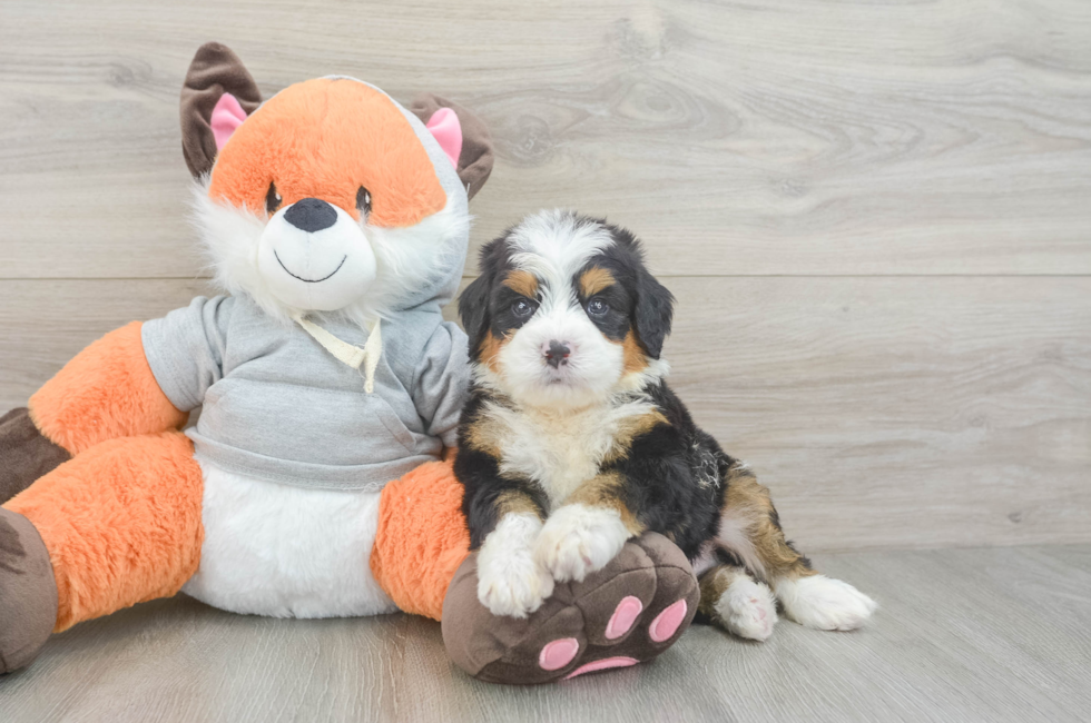 5 week old Mini Bernedoodle Puppy For Sale - Lone Star Pups