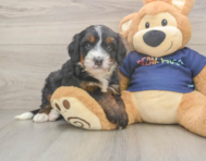 6 week old Mini Bernedoodle Puppy For Sale - Lone Star Pups