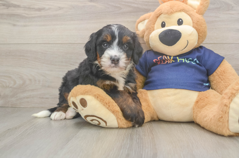 5 week old Mini Bernedoodle Puppy For Sale - Lone Star Pups
