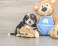 5 week old Mini Bernedoodle Puppy For Sale - Lone Star Pups