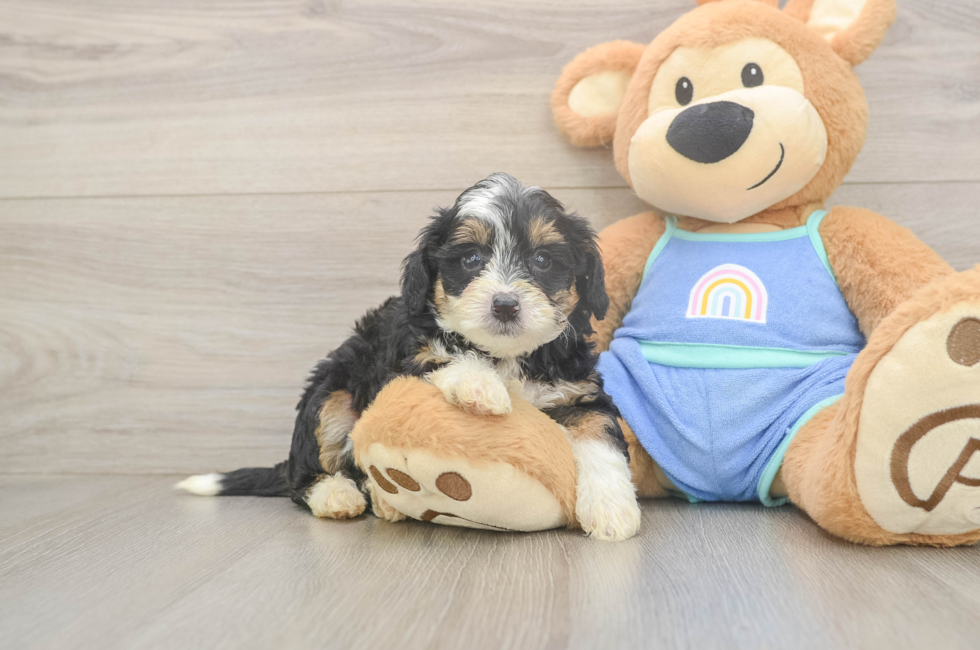 6 week old Mini Bernedoodle Puppy For Sale - Lone Star Pups