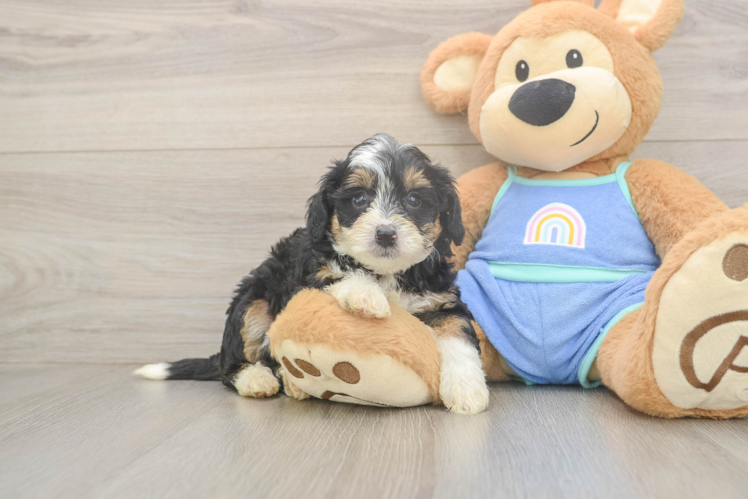Meet Coleman - our Mini Bernedoodle Puppy Photo  1/3 - Lone Star Pups Mini Bernedoodle Pup Being Cute