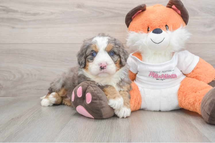 Mini Bernedoodle Puppy for Adoption