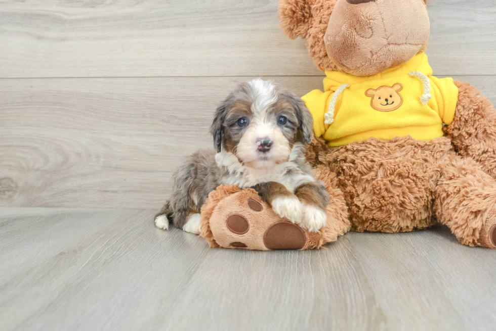 Best Mini Bernedoodle Baby