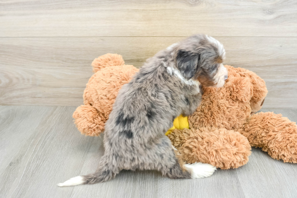 Mini Bernedoodle Puppy for Adoption