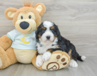 6 week old Mini Bernedoodle Puppy For Sale - Lone Star Pups