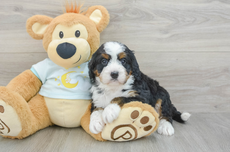 6 week old Mini Bernedoodle Puppy For Sale - Lone Star Pups