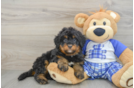Sweet Mini Bernedoodle Baby