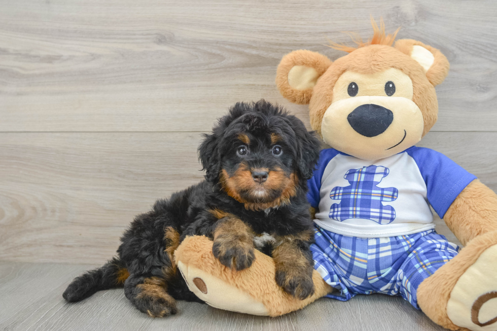 Sweet Mini Bernedoodle Baby