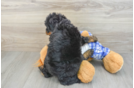 Mini Bernedoodle Puppy for Adoption
