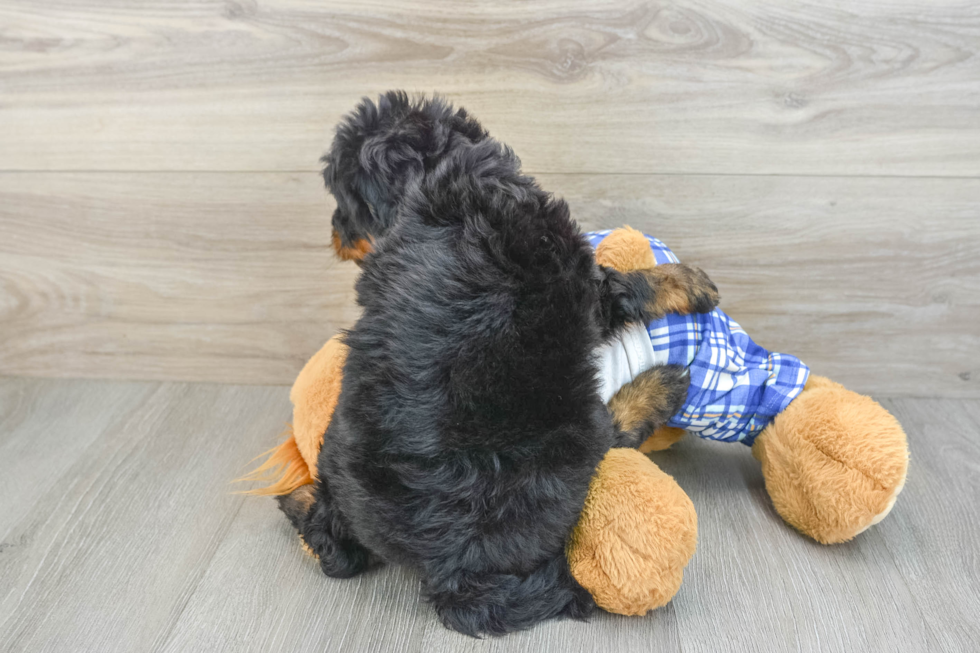Mini Bernedoodle Puppy for Adoption