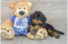 Fluffy Mini Bernedoodle Poodle Mix Pup