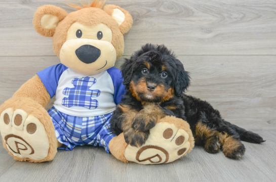Fluffy Mini Bernedoodle Poodle Mix Pup