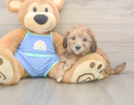 6 week old Mini Bernedoodle Puppy For Sale - Lone Star Pups
