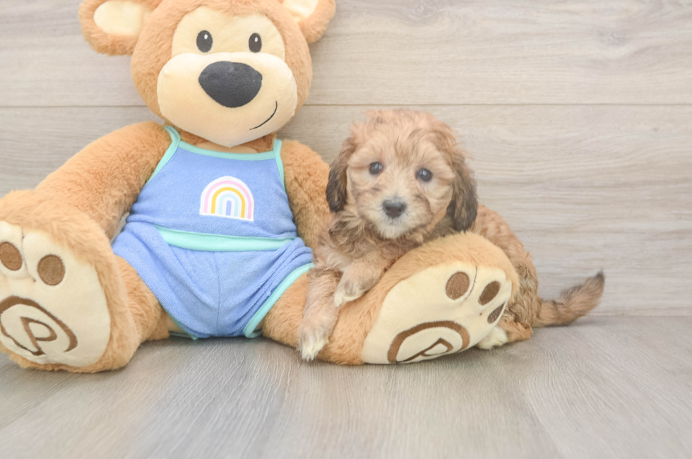 6 week old Mini Bernedoodle Puppy For Sale - Lone Star Pups