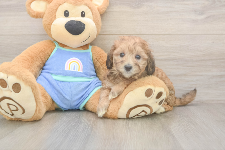 Meet Colette - our Mini Bernedoodle Puppy Photo  1/3 - Lone Star Pups Mini Bernedoodle Puppy for Adoption