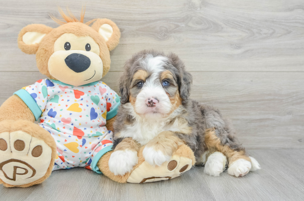 7 week old Mini Bernedoodle Puppy For Sale - Lone Star Pups