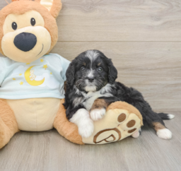 7 week old Mini Bernedoodle Puppy For Sale - Lone Star Pups