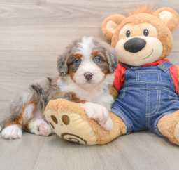 5 week old Mini Bernedoodle Puppy For Sale - Lone Star Pups