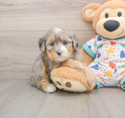 6 week old Mini Bernedoodle Puppy For Sale - Lone Star Pups