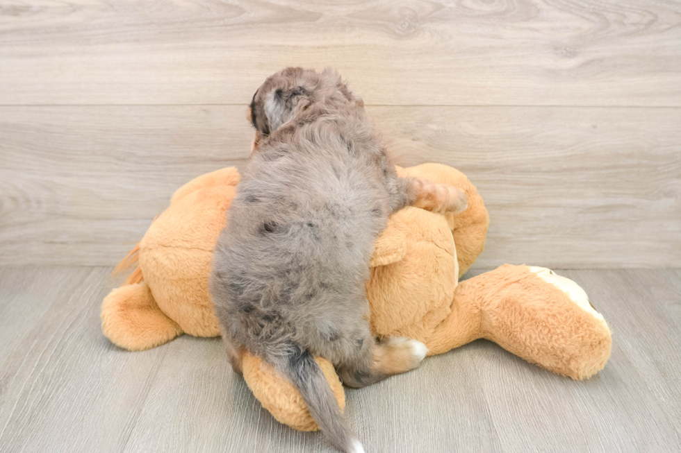 Playful Bernese Doodle Poodle Mix Puppy