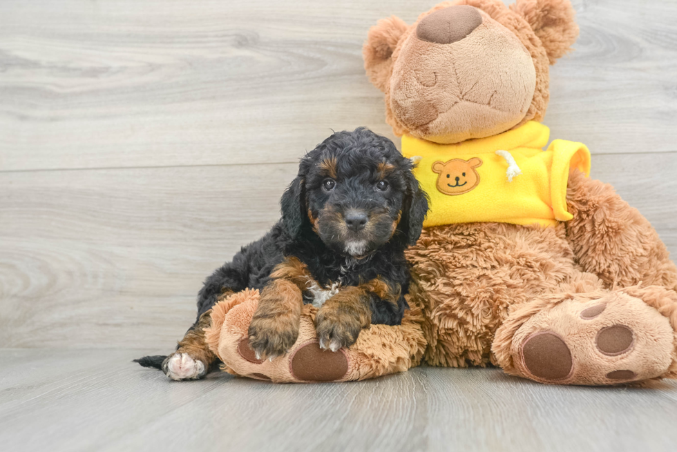 Energetic Mini Berniedoodle Poodle Mix Puppy