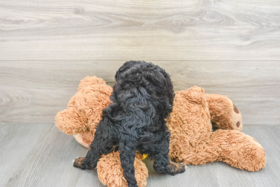 Best Mini Bernedoodle Baby