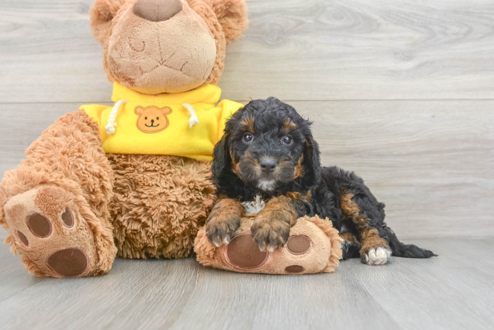 Fluffy Mini Bernedoodle Poodle Mix Pup