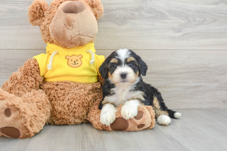 Cute Mini Bernedoodle Baby