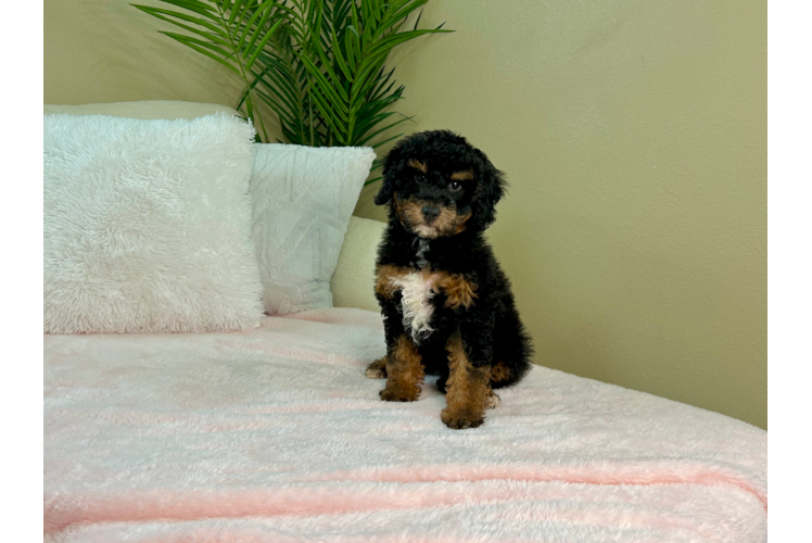 Best Mini Bernedoodle Baby