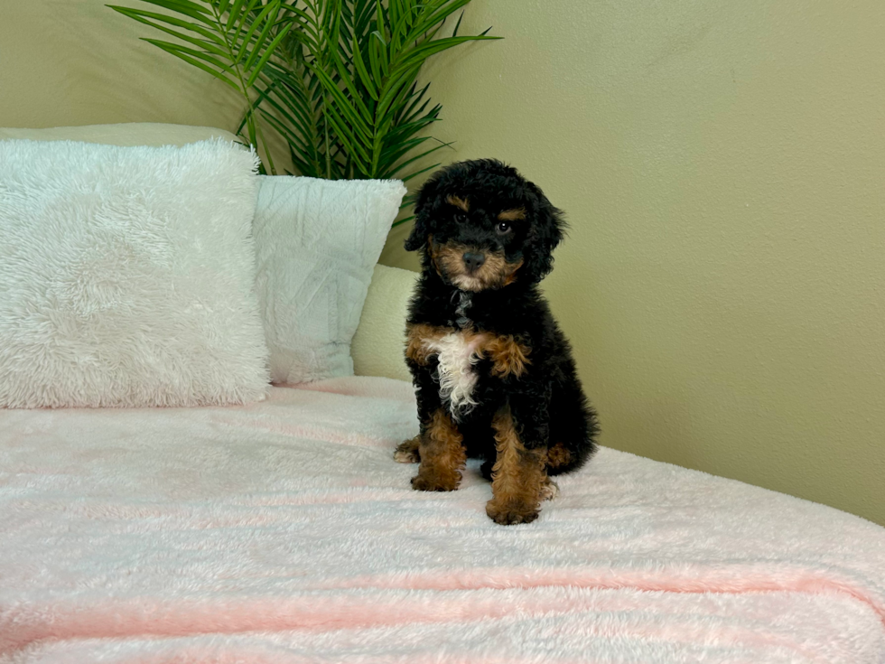 Best Mini Bernedoodle Baby