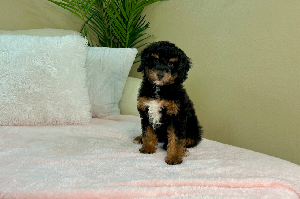 11 week old Mini Bernedoodle Puppy For Sale - Lone Star Pups