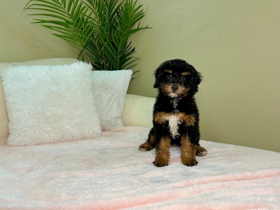 Cute Mini Bernedoodle Poodle Mix Pup