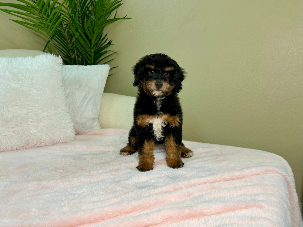 Cute Mini Bernedoodle Poodle Mix Pup