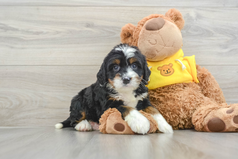 Fluffy Mini Bernedoodle Poodle Mix Pup