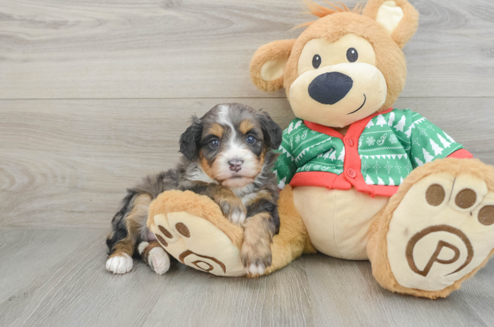 5 week old Mini Bernedoodle Puppy For Sale - Lone Star Pups