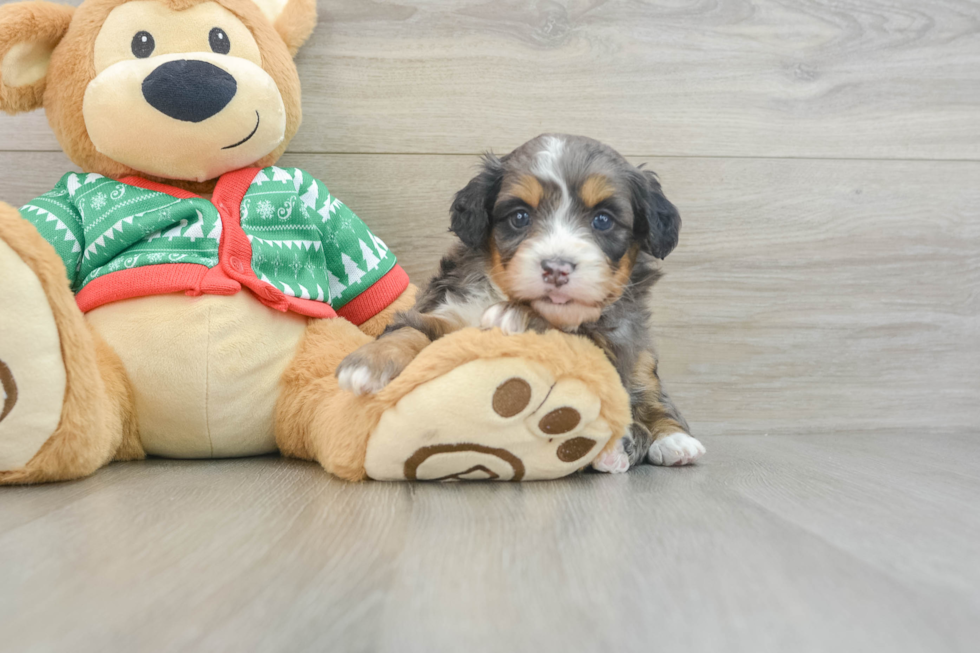 Mini Bernedoodle Puppy for Adoption