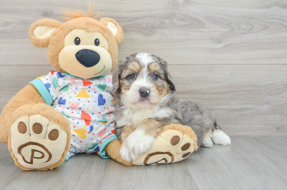 6 week old Mini Bernedoodle Puppy For Sale - Lone Star Pups