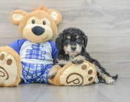 7 week old Mini Bernedoodle Puppy For Sale - Lone Star Pups