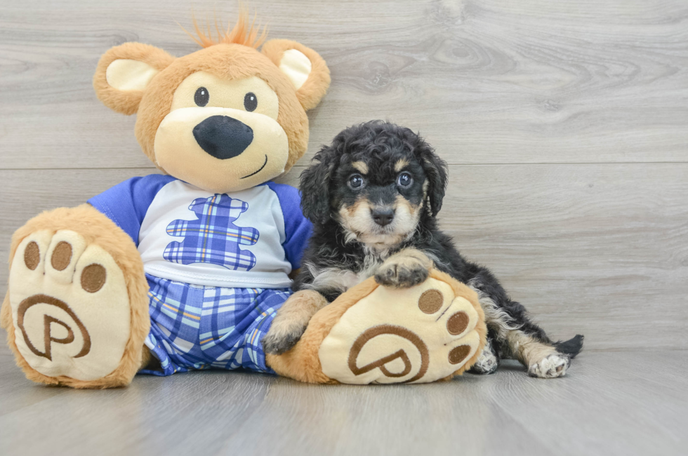 7 week old Mini Bernedoodle Puppy For Sale - Lone Star Pups