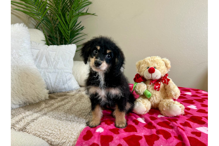 Mini Bernedoodle Puppy for Adoption