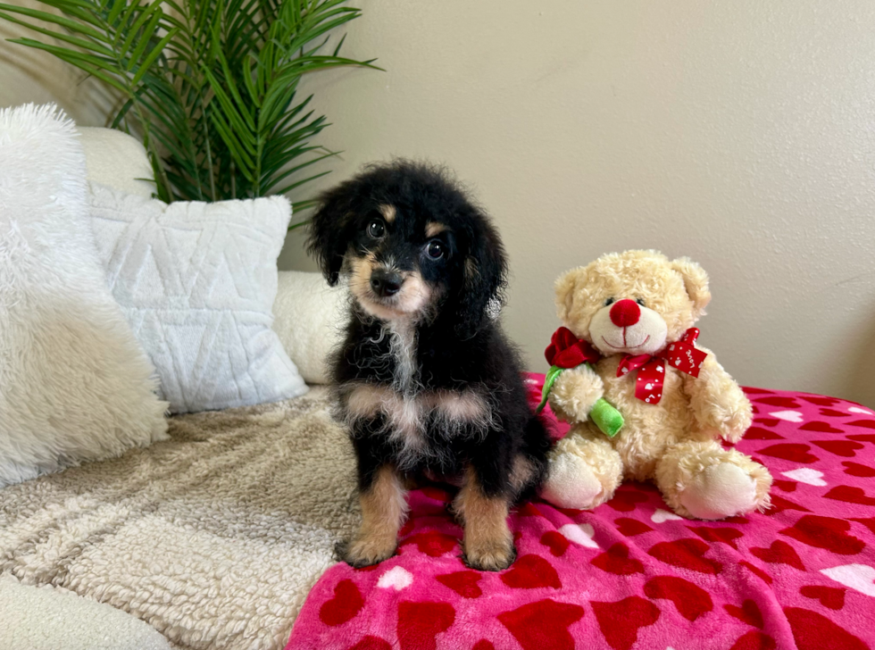 Mini Bernedoodle Puppy for Adoption