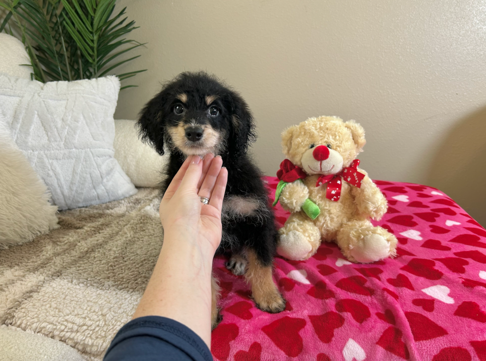 Cute Mini Bernedoodle Baby