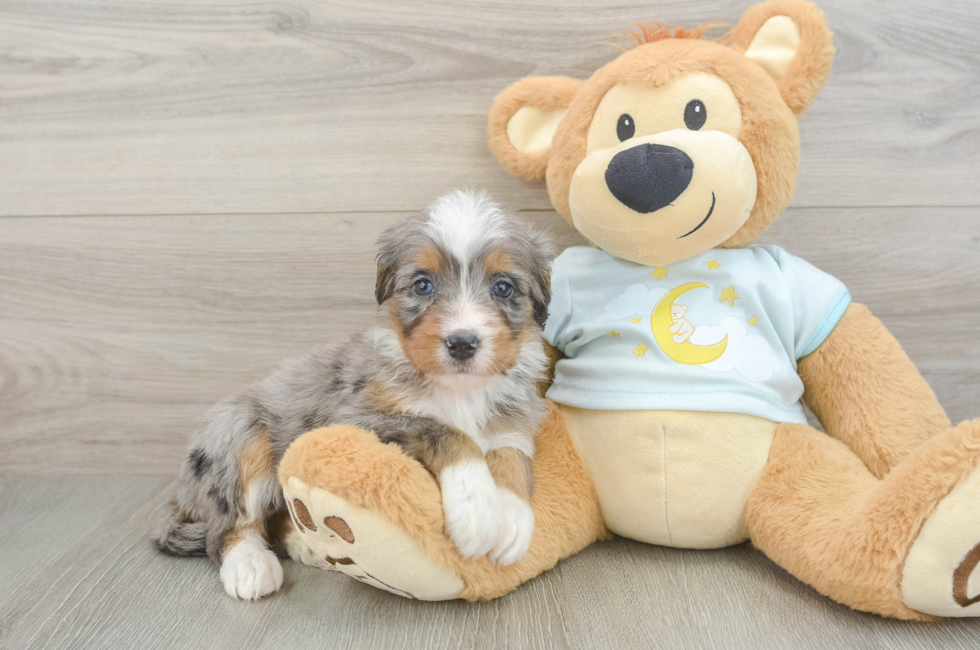 6 week old Mini Bernedoodle Puppy For Sale - Lone Star Pups