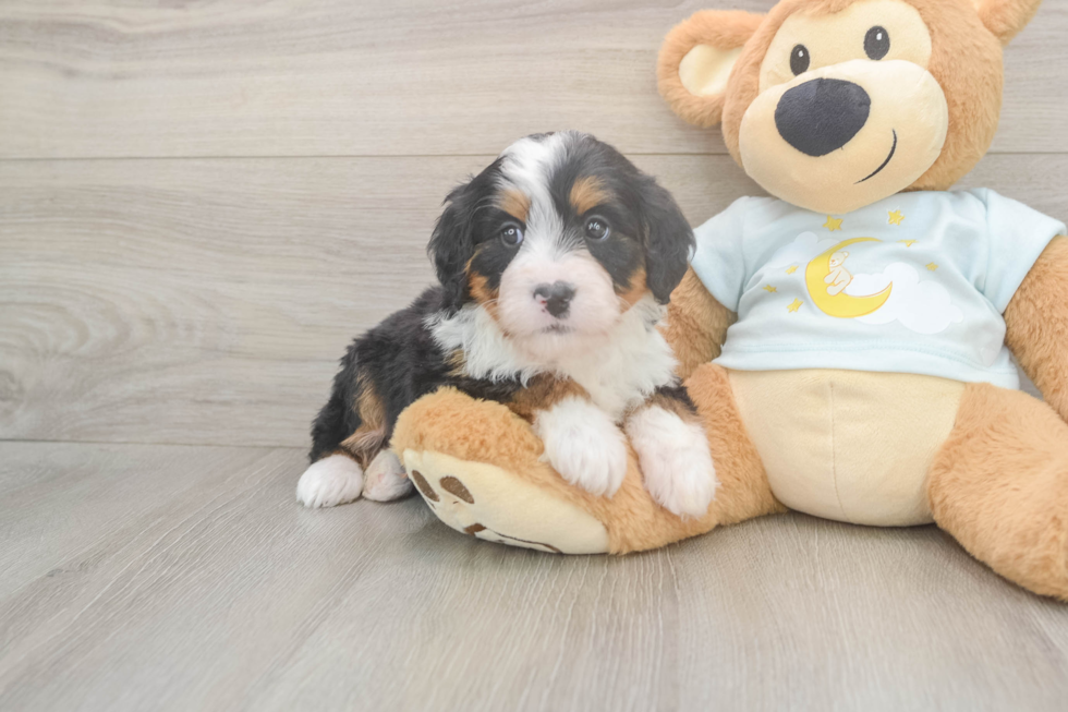 Small Mini Bernedoodle Baby