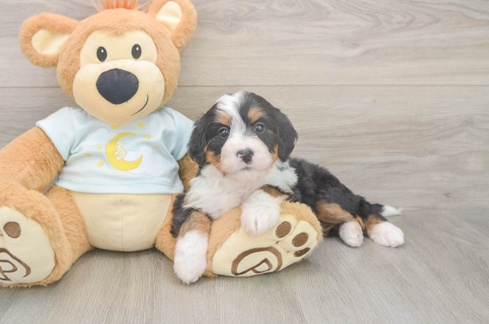 5 week old Mini Bernedoodle Puppy For Sale - Lone Star Pups